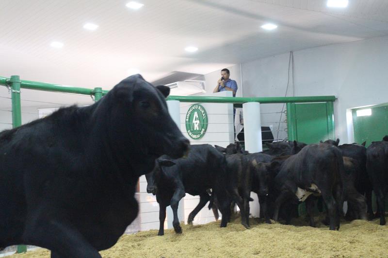 3º Leilão do Sindicato Rural de Amambai e Associados em fotos