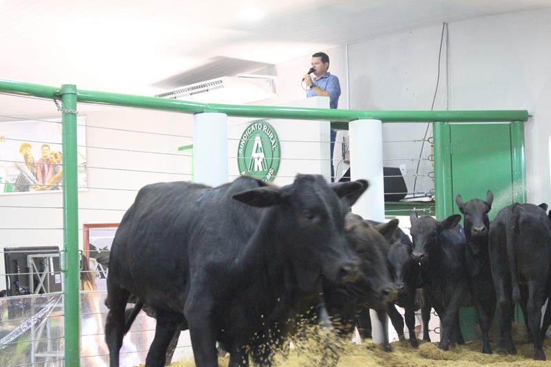 3º Leilão do Sindicato Rural de Amambai e Associados em fotos