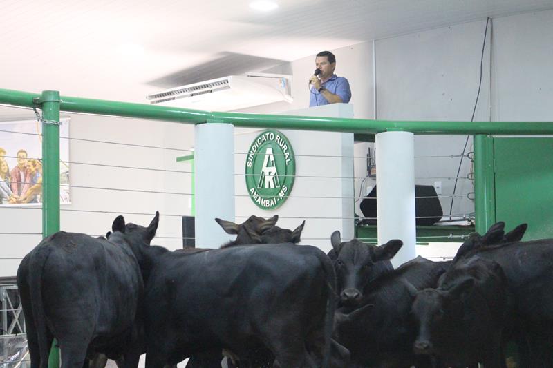 3º Leilão do Sindicato Rural de Amambai e Associados em fotos