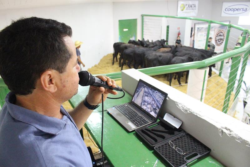 3º Leilão do Sindicato Rural de Amambai e Associados em fotos