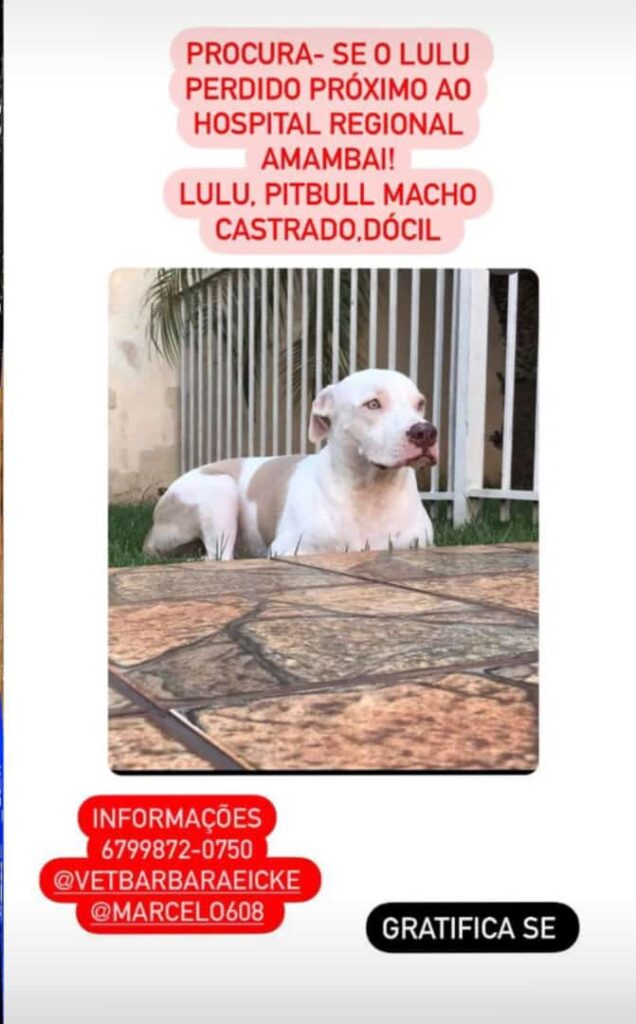 Procura-se cachorro desaparecido em Amambai Procura-se cachorro desaparecido em Amambai