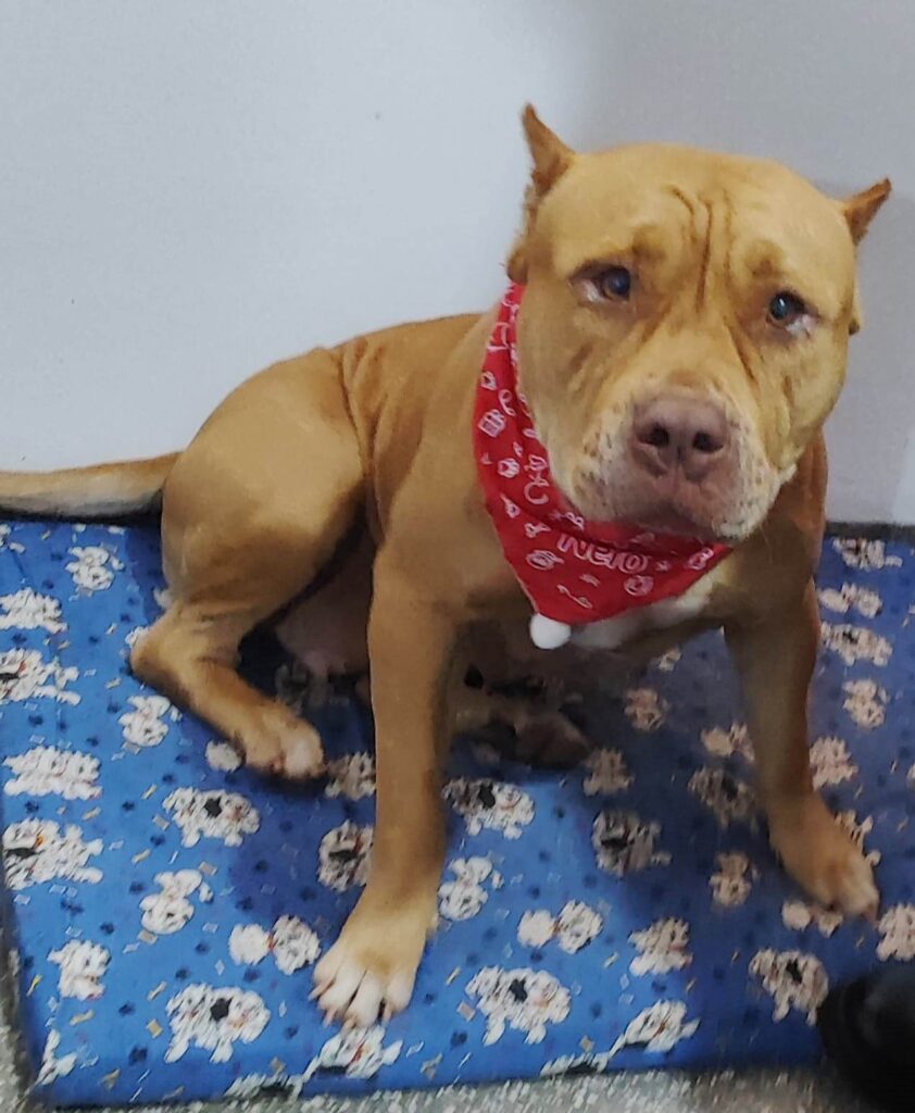 Encontrada cadela do Corpo de Bombeiros que estava desaparecida em Amambai Encontrada cadela do Corpo de Bombeiros que estava desaparecida em Amambai