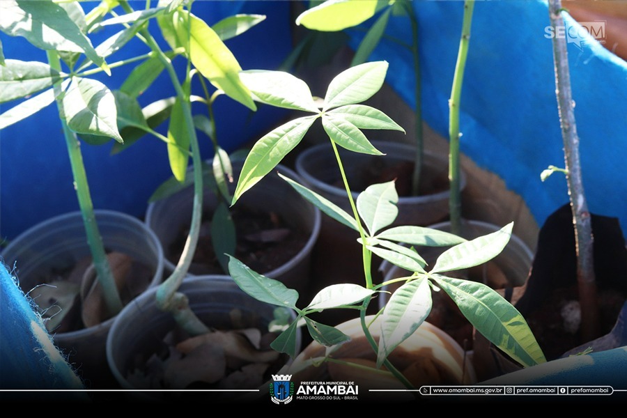 Plantio e distribuição de mudas marcam mais um dia da programação especial de Meio Ambiente em Amambai Plantio e distribuição de mudas marcam mais um dia da programação especial de Meio Ambiente em Amambai