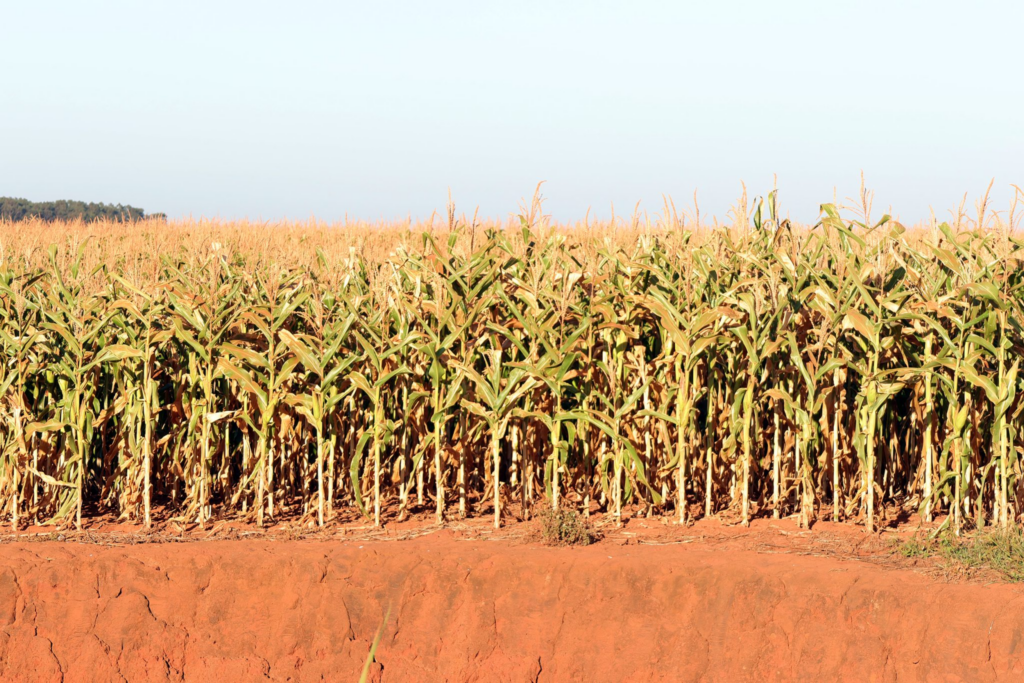 Prefeitura de Naviraí decreta situação de emergência devido à estiagem que impactou a agricultura local Prefeitura de Naviraí decreta situação de emergência devido à estiagem que impactou a agricultura local