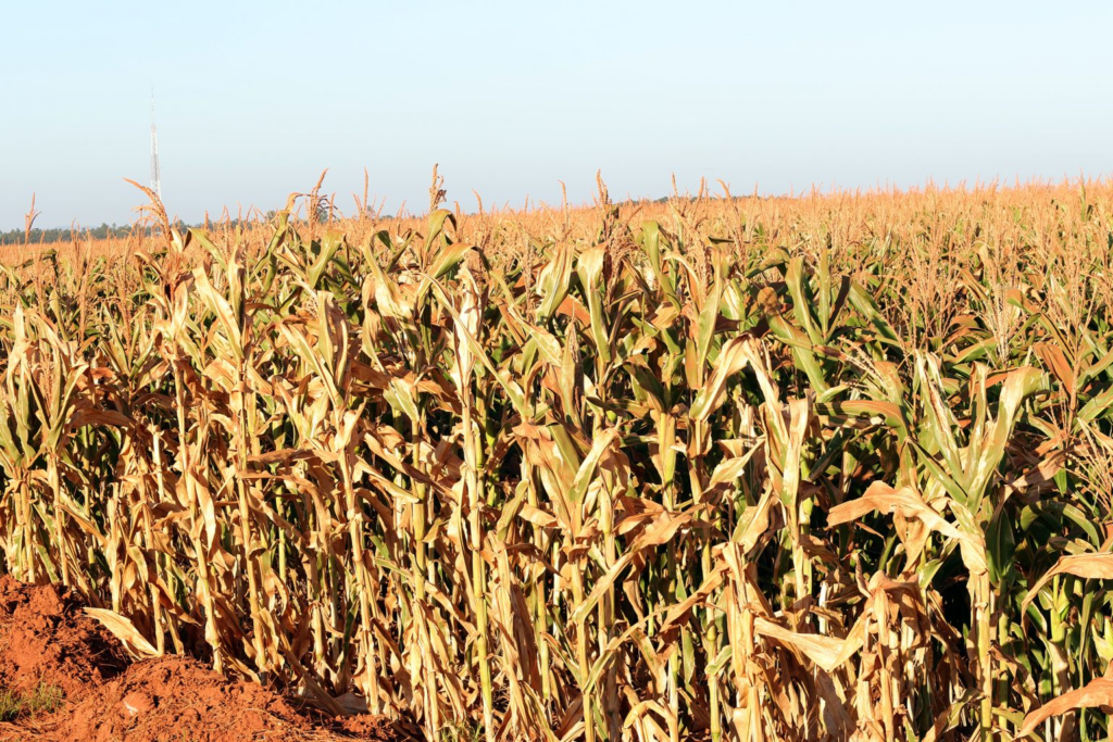 Prefeitura de Naviraí decreta situação de emergência devido à estiagem que impactou a agricultura local Prefeitura de Naviraí decreta situação de emergência devido à estiagem que impactou a agricultura local