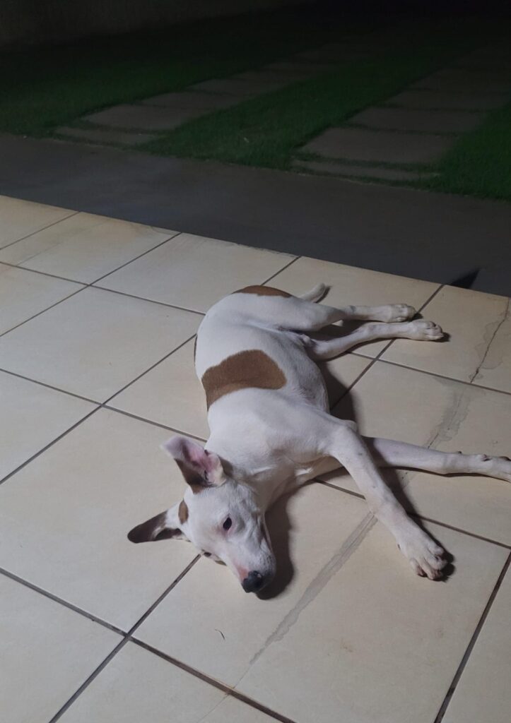 (Encontrado) Procura-se cachorro desaparecido em Amambai (Encontrado) Procura-se cachorro desaparecido em Amambai