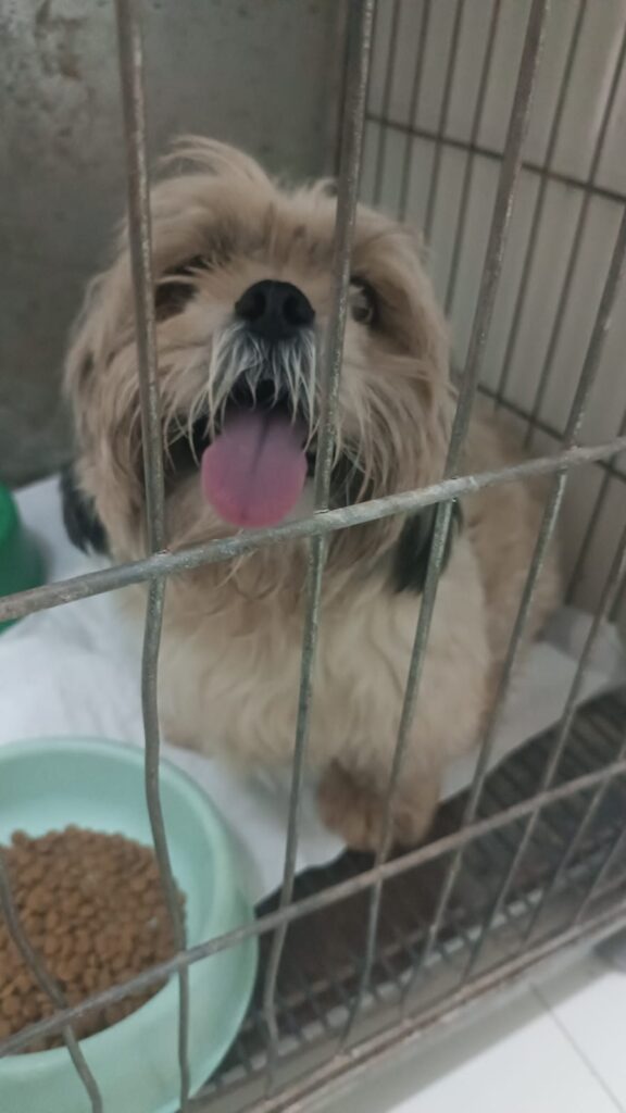 Procura-se donos de cachorro em Amambai Procura-se donos de cachorro em Amambai