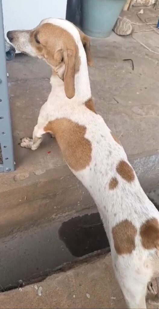 Procura-se cachorrinha desaparecida em Amambai Procura-se cachorrinha desaparecida em Amambai