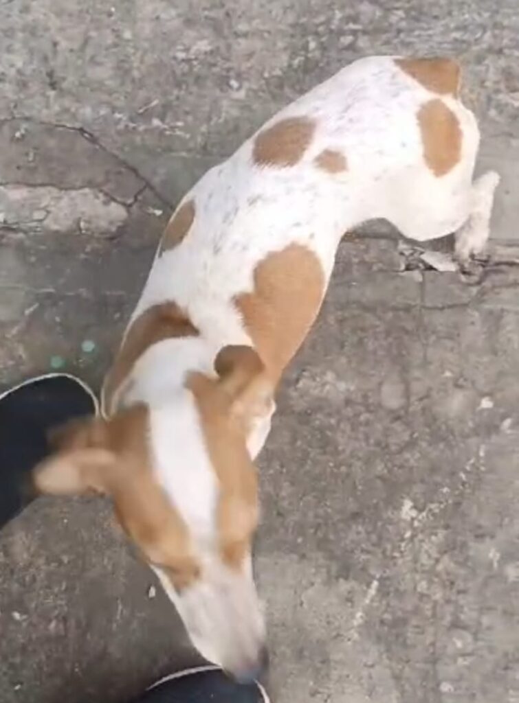 Procura-se cachorrinha desaparecida em Amambai Procura-se cachorrinha desaparecida em Amambai