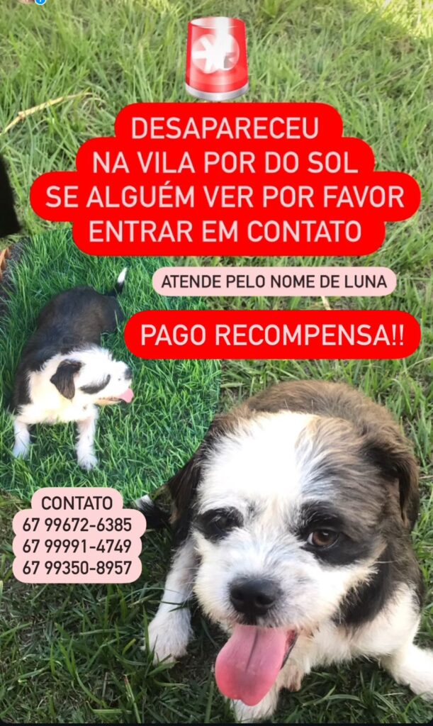 Procura-se cachorrinha desaparecida em Amambai Procura-se cachorrinha desaparecida em Amambai