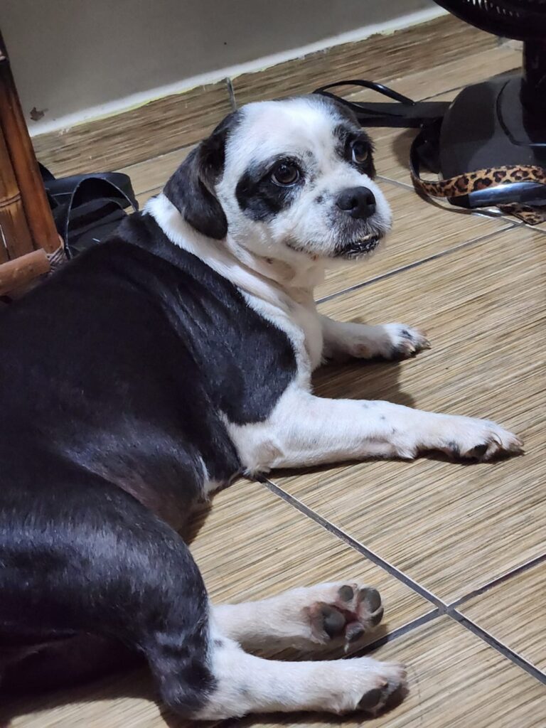 Procura-se cachorrinha desaparecida em Amambai Procura-se cachorrinha desaparecida em Amambai
