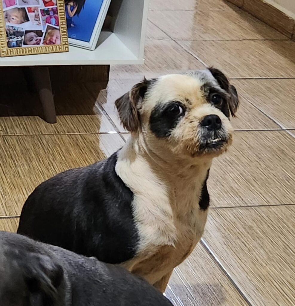 Procura-se cachorrinha desaparecida em Amambai Procura-se cachorrinha desaparecida em Amambai