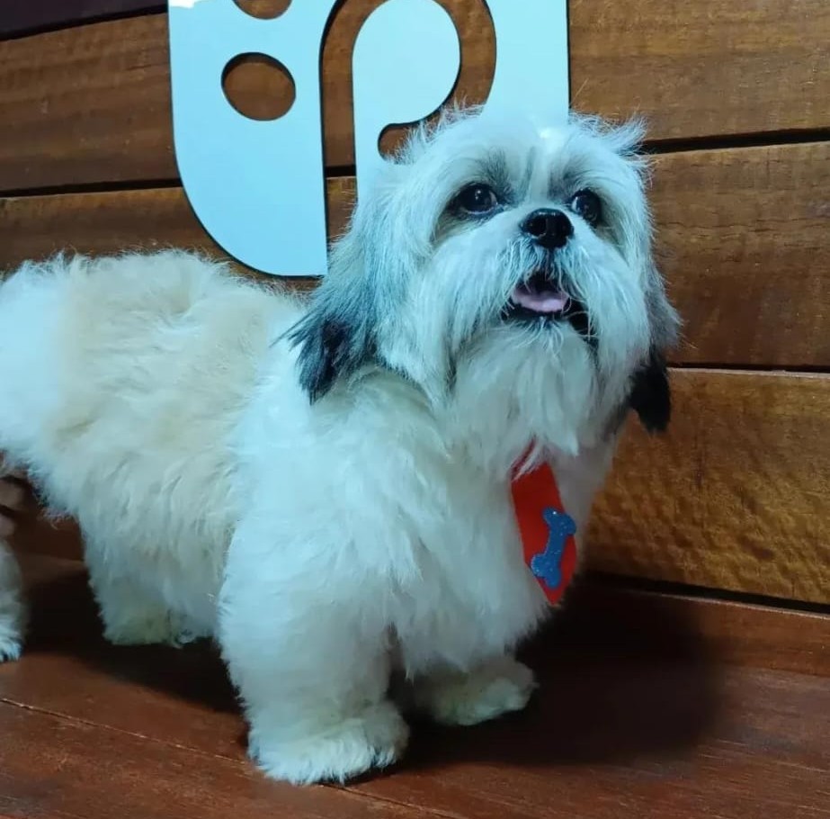 Procura-se cachorro desaparecido em Amambai Procura-se cachorro desaparecido em Amambai