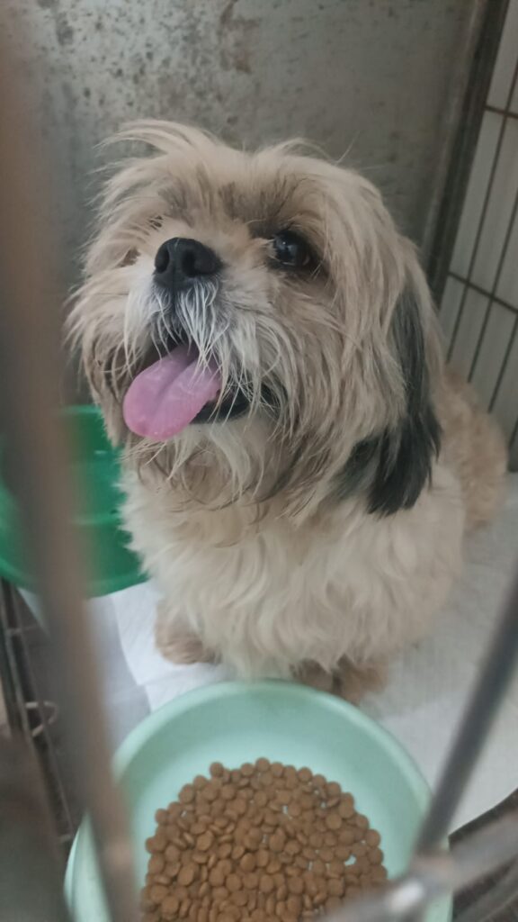 Procura-se cachorro desaparecido em Amambai Procura-se cachorro desaparecido em Amambai