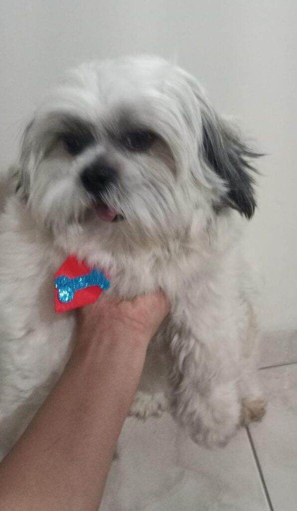 Procura-se cachorro desaparecido em Amambai Procura-se cachorro desaparecido em Amambai