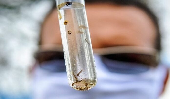 dengue-foto-Paulo-H.-CarvalhoAgencia-Brasilia-768x425-730x425-1 (1)