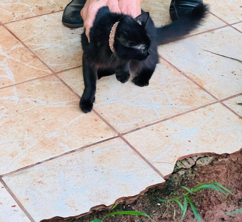 Procura-se donos de gatos em Amambai Procura-se donos de gatos em Amambai