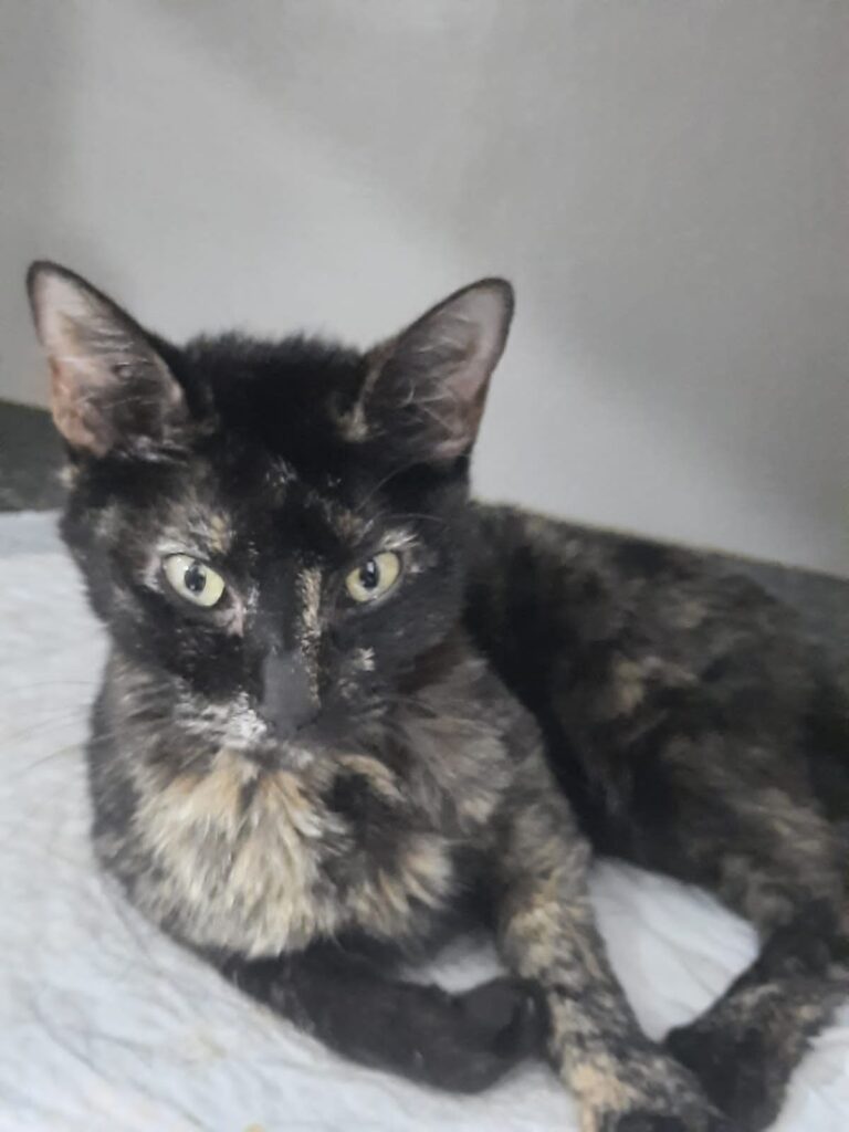Procura-se donos de gatos em Amambai Procura-se donos de gatos em Amambai