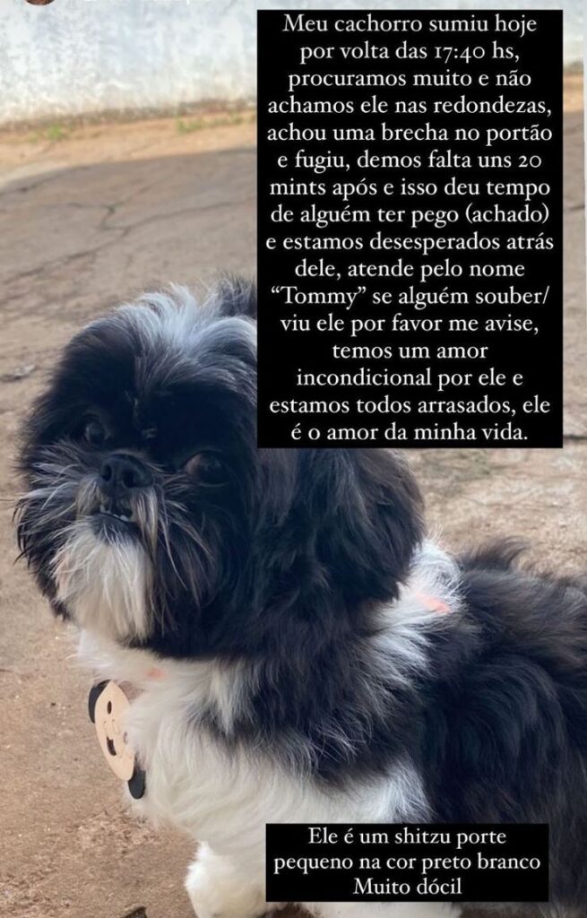 Procura-se cachorro desaparecido em Amambai Procura-se cachorro desaparecido em Amambai