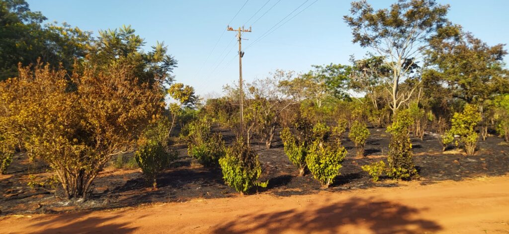 Curto-circuito em rede de alta tensão atinge plantação de erva-mate em Amambai Curto-circuito em rede de alta tensão atinge plantação de erva-mate em Amambai