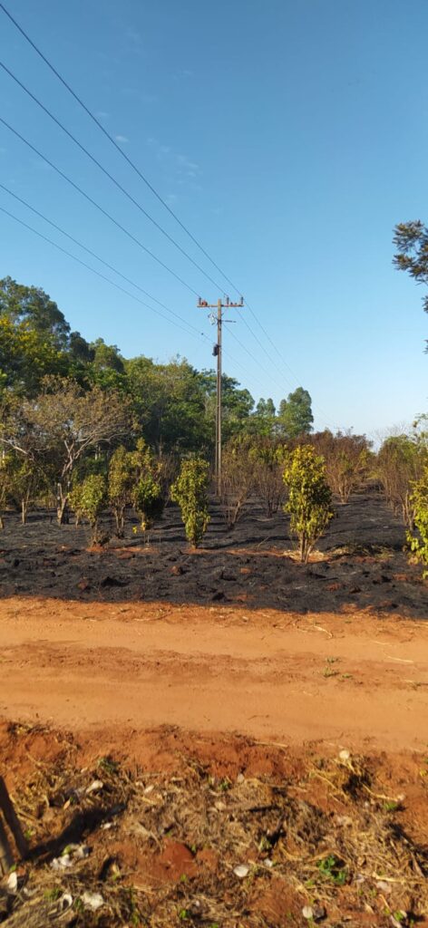 Curto-circuito em rede de alta tensão atinge plantação de erva-mate em Amambai Curto-circuito em rede de alta tensão atinge plantação de erva-mate em Amambai