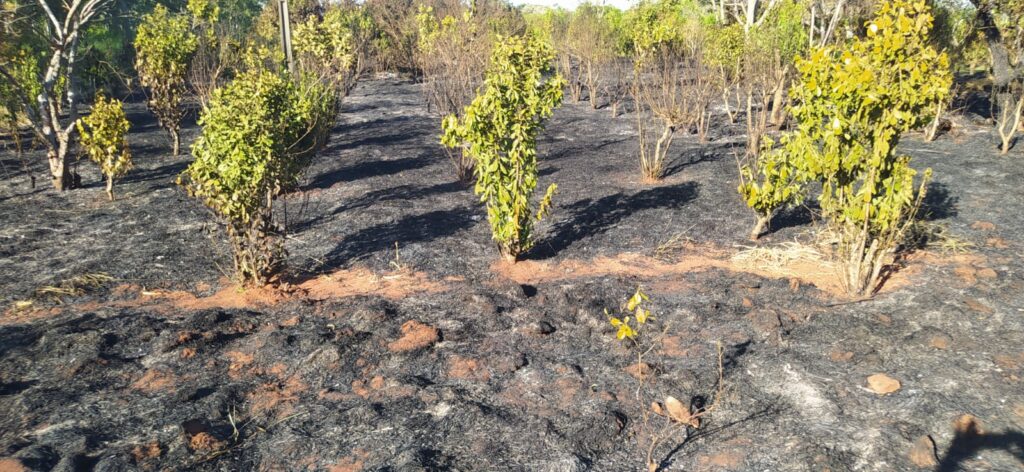Curto-circuito em rede de alta tensão atinge plantação de erva-mate em Amambai Curto-circuito em rede de alta tensão atinge plantação de erva-mate em Amambai
