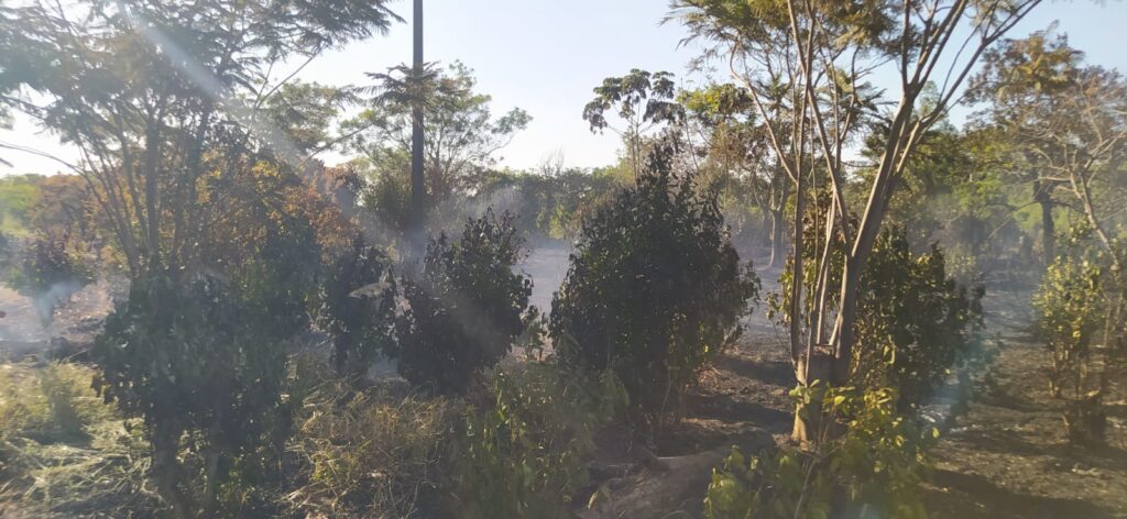 Curto-circuito em rede de alta tensão atinge plantação de erva-mate em Amambai Curto-circuito em rede de alta tensão atinge plantação de erva-mate em Amambai