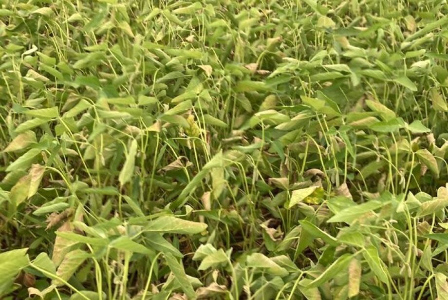 Giro pelo Estado: Confira notícias que repercutiram na semana em MS Giro pelo Estado: Confira notícias que repercutiram na semana em MS