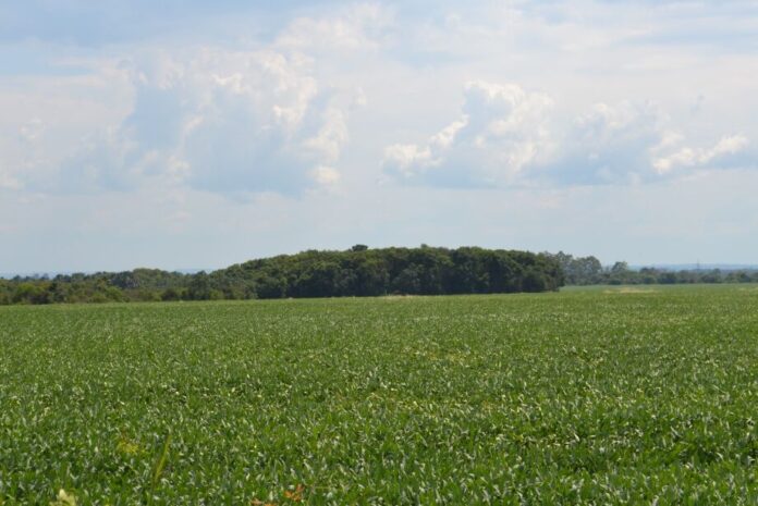 plantacao-de-soja-em-campo-grande