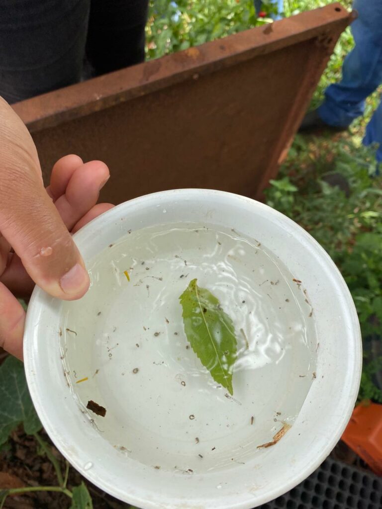 Projeto de combate à dengue vai atender mais de 4.600 famílias na zona rural de Itaquiraí Projeto de combate à dengue vai atender mais de 4.600 famílias na zona rural de Itaquiraí