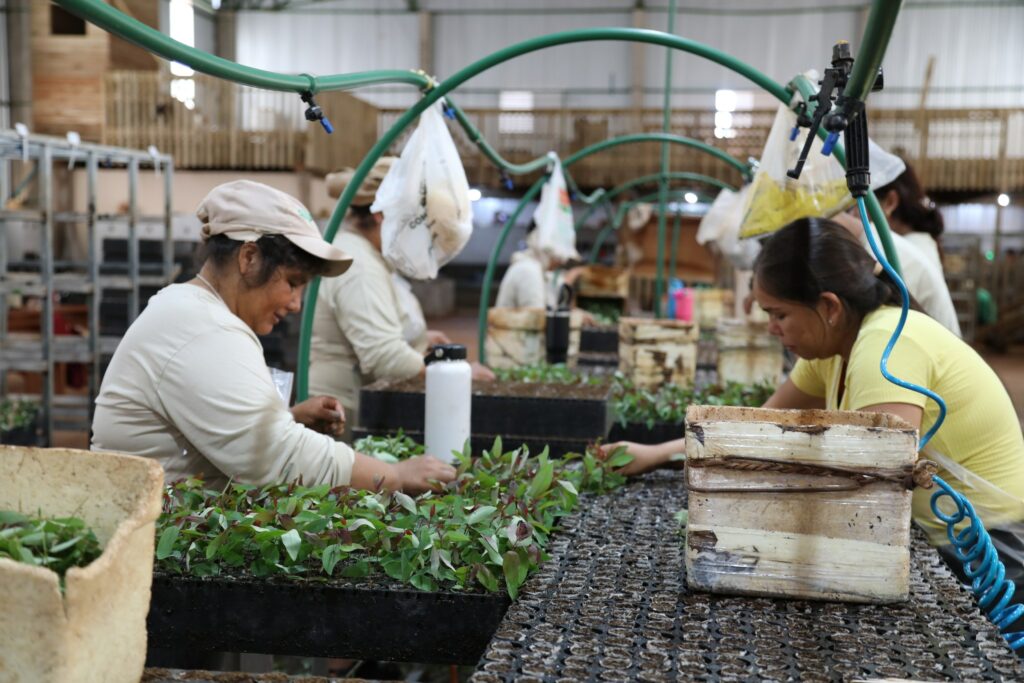 Empresa Ouro Verde em Mundo Novo almeja expansão e gerar mais 100 vagas de emprego Empresa Ouro Verde em Mundo Novo almeja expansão e gerar mais 100 vagas de emprego