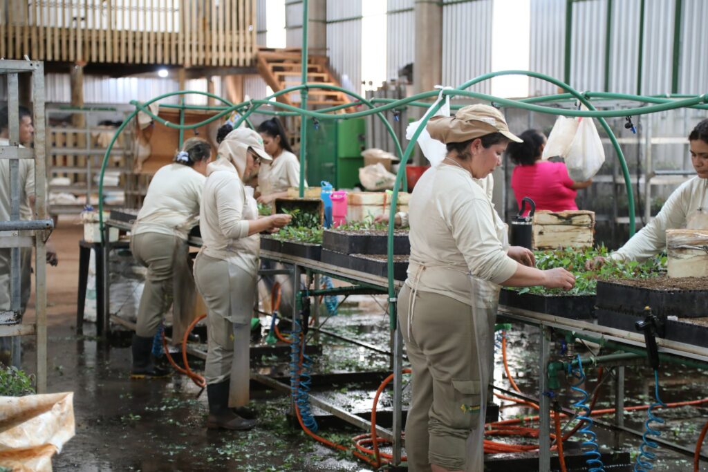 Empresa Ouro Verde em Mundo Novo almeja expansão e gerar mais 100 vagas de emprego Empresa Ouro Verde em Mundo Novo almeja expansão e gerar mais 100 vagas de emprego