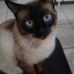 Ajude o gato Puppy a voltar para casa
