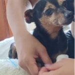 Ajude o cachorrinho Chico, que pode estar ferido, a voltar para casa