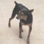 Ajude o cachorrinho Chico, que pode estar ferido, a voltar para casa