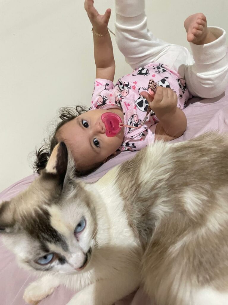 Encontrada - Procura-se gata desaparecida em Amambai Encontrada - Procura-se gata desaparecida em Amambai