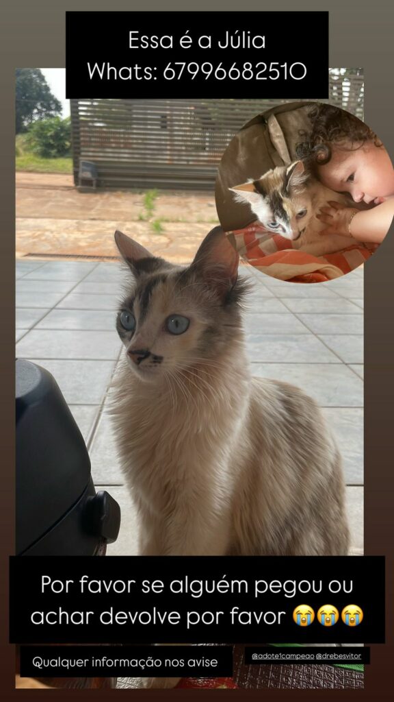 Encontrada - Procura-se gata desaparecida em Amambai Encontrada - Procura-se gata desaparecida em Amambai