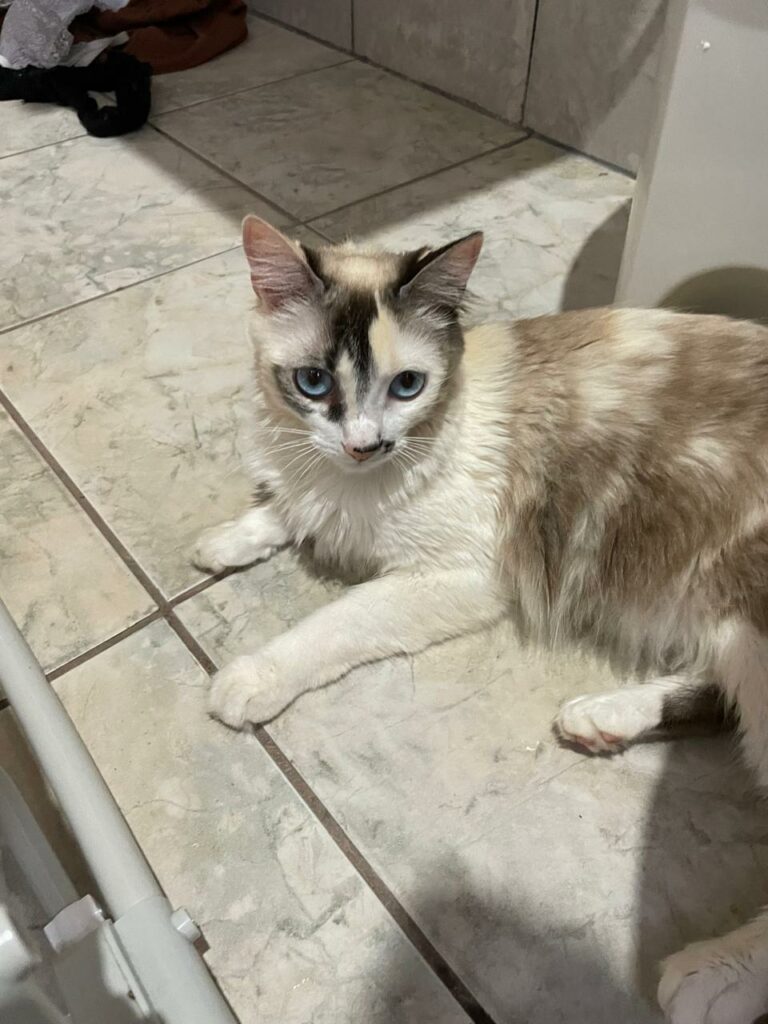 Encontrada - Procura-se gata desaparecida em Amambai Encontrada - Procura-se gata desaparecida em Amambai