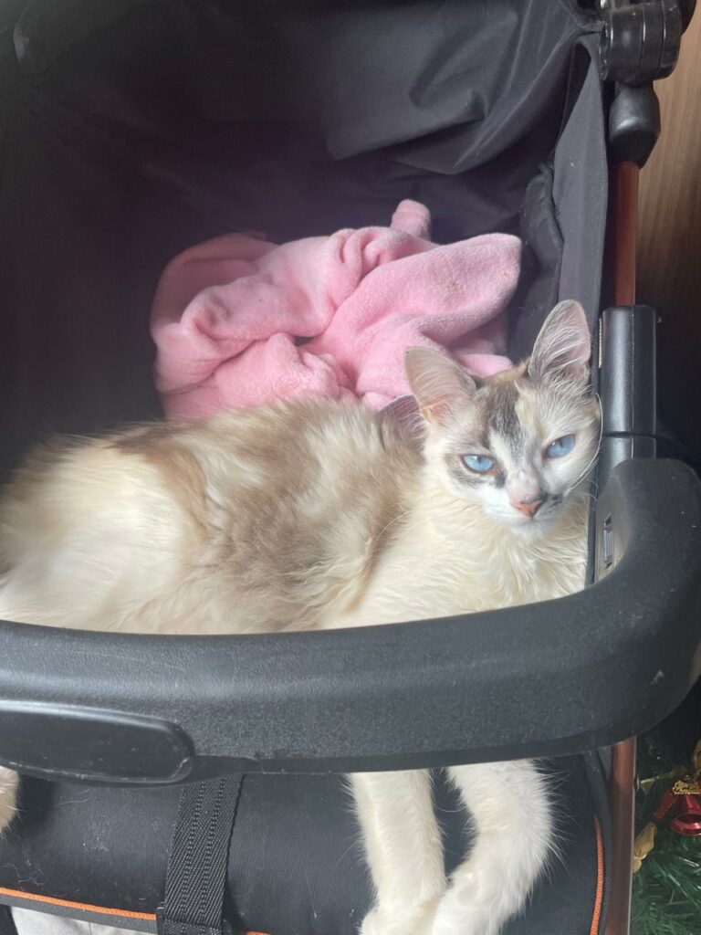Encontrada - Procura-se gata desaparecida em Amambai Encontrada - Procura-se gata desaparecida em Amambai