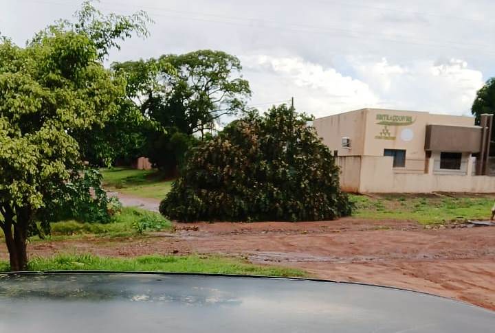 Temporal derruba árvores e inclusive poste de energia sobre veículo em Amambai Temporal derruba árvores e inclusive poste de energia sobre veículo em Amambai