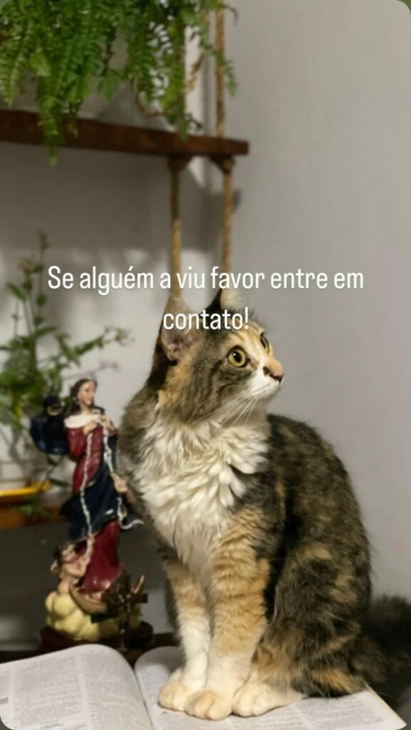 Procura-se gata desaparecida em Amambai