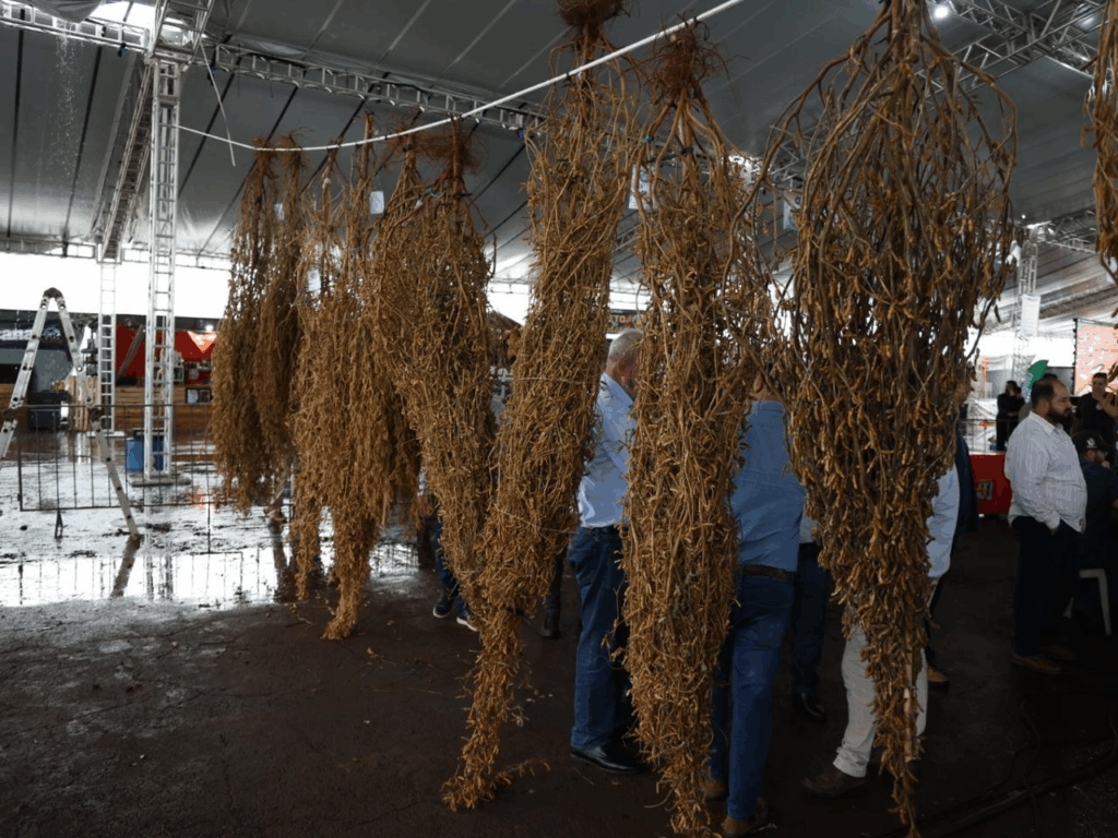 Concurso do Pé de Soja Solteiro alia tradição e produtividade com planta campeã que somou quase 12 mil vagens em Laguna Carapã