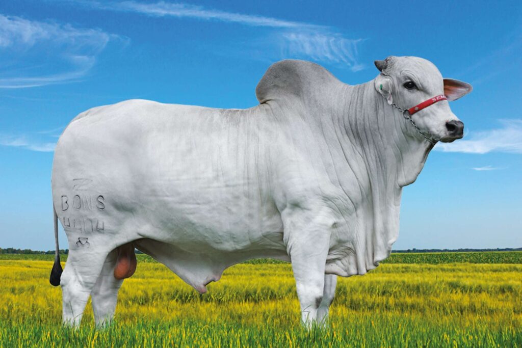 Tapirana Bons: genética comprovada da Bonsucesso é destaque no Leilão Trio Bonsucesso com oferta da Marca 27 Tapirana Bons: genética comprovada da Bonsucesso é destaque no Leilão Trio Bonsucesso com oferta da Marca 27