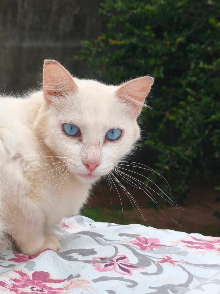Procura-se gata desaparecida em Amambai