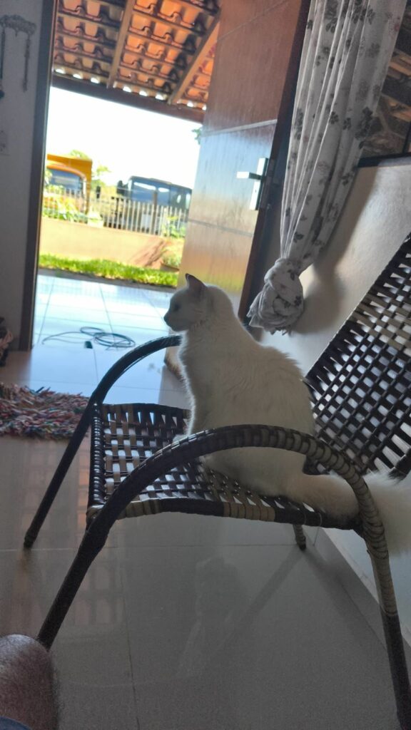 Procura-se gata desaparecida em Amambai