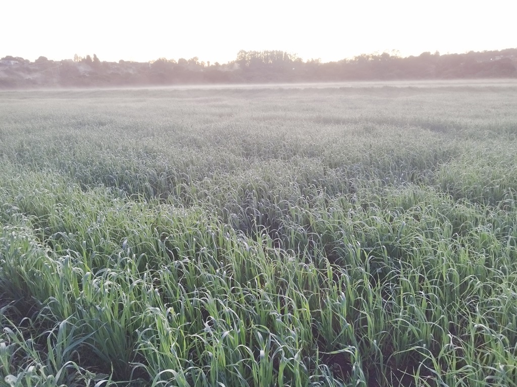 Temperatura média de 2º e geada podem ter impactado o agronegócio em Amambai e região