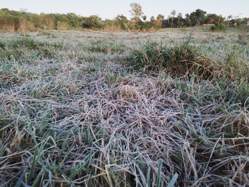 Temperatura média de 2º e geada podem ter impactado o agronegócio em Amambai e região