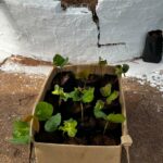 Conscientização e Ação: Semana do Meio Ambiente mobiliza Amambai com educação, parceria e plantio de mudas
