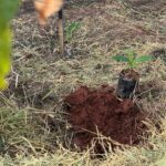 Conscientização e Ação: Semana do Meio Ambiente mobiliza Amambai com educação, parceria e plantio de mudas