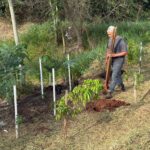 Conscientização e Ação: Semana do Meio Ambiente mobiliza Amambai com educação, parceria e plantio de mudas